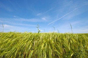 Colorado Food and Beverage Lawyer | LaszloLaw