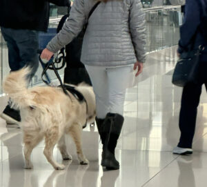 Service Dog
